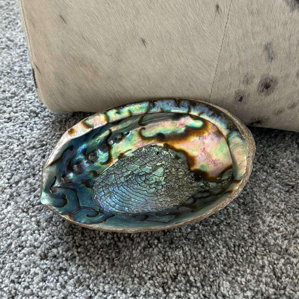Exquisitely Perfect Abalone Shell